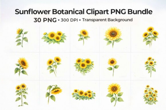 Download 30+sunflower-botanical-clipart-png-bundl - Png Collection